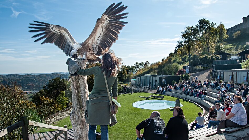 Frau hält Greifvogel am Arm für Flugshow auf der Riegersburg | © Tourismusverband Thermen- & Vulkanland I derferder.at