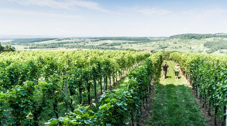 Hikes through the vineyards around Tieschen | © Thermen- & Vulkanland | pixelmaker.at