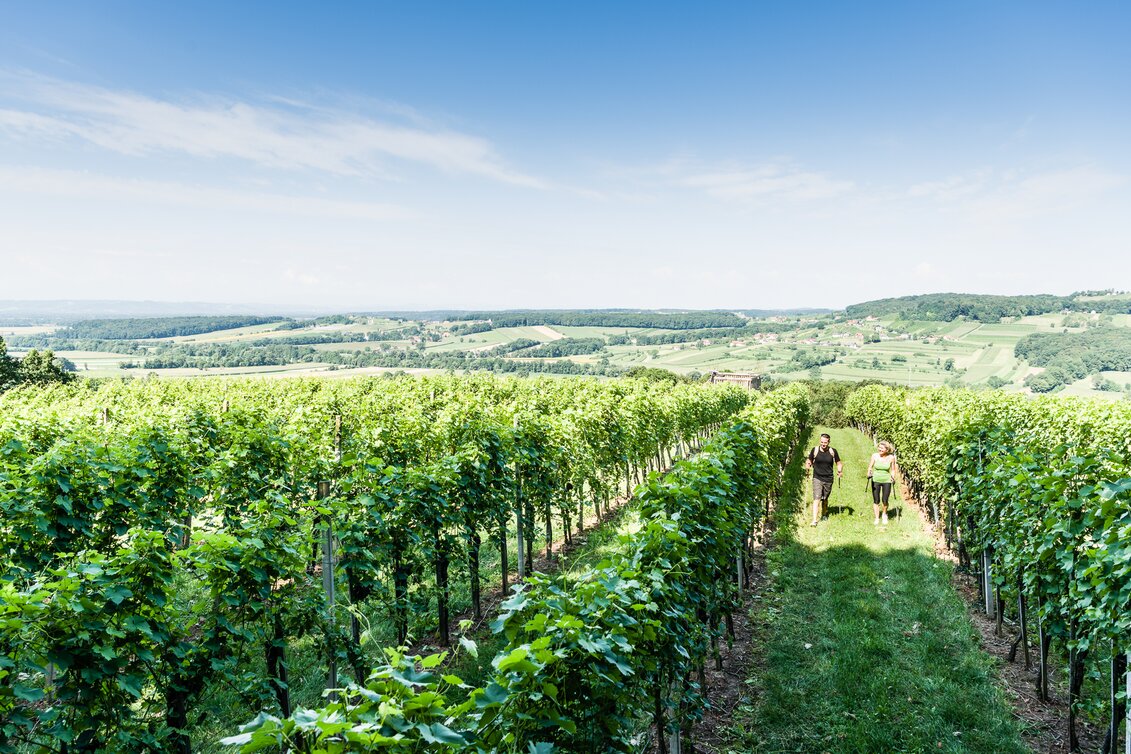 Blick auf wanderndes Pärchen im Weingarten