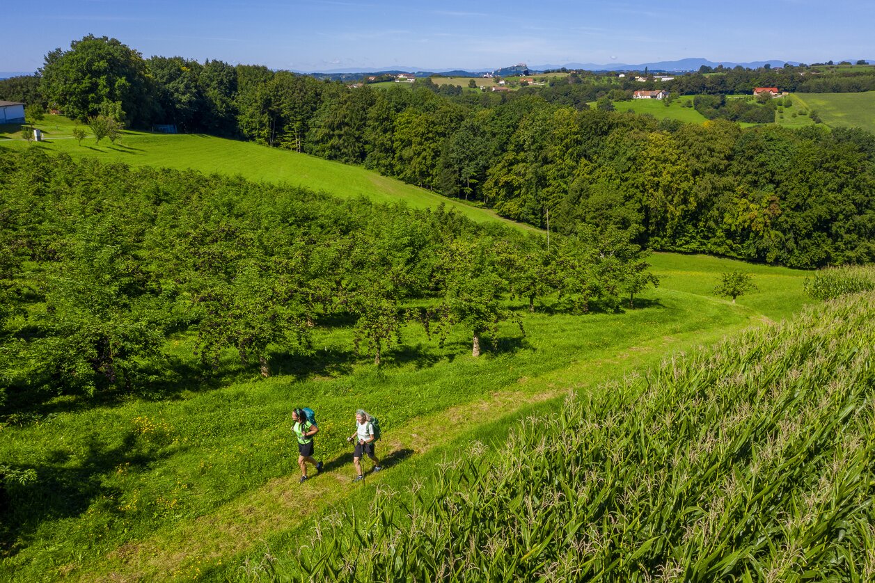 Am Weg von Unterlamm nach Riegersburg entlang entlang von Holunderkulturen | © STG | pixelmaker.at