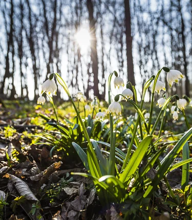 Die ersten Frühlingsboten sprießen aus der Erde | © Thermen- & Vulkanland | Christian Thomaser