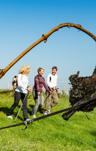 Weinwandern in Bad Radkersburg | © Thermen- & Vulkanland | pixelmaker.at