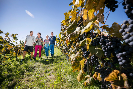 Familie wandert durch die Weingärten der Region Südoststeiermark