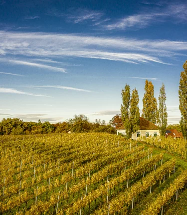 Weingarten im Herbst in Klöch | © Thermen- & Vulkanland | pixelmaker.at