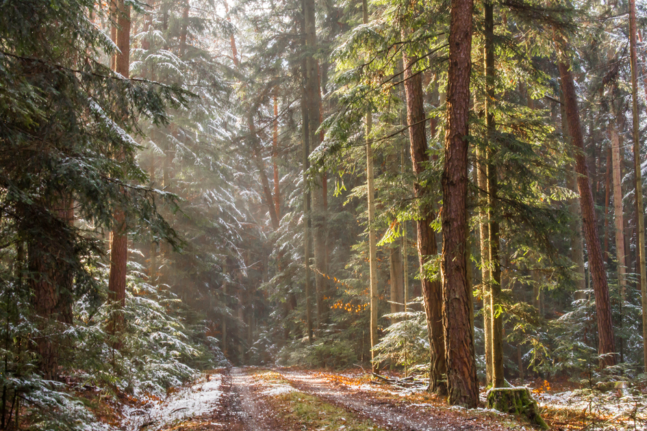 Breathe deeply in the forest in the thermal & volcanic region of Styria | © Thermen- & Vulkanland | Ingrid Jansky