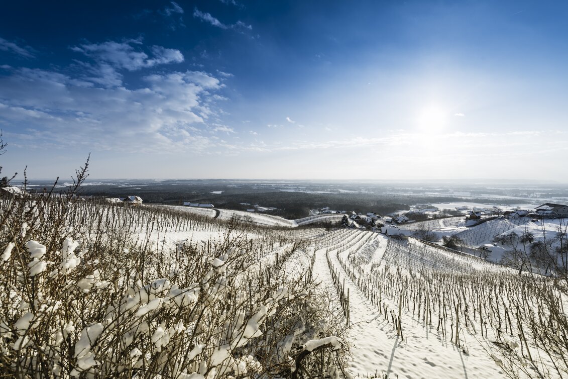 Winter landscape of the wine region Bad Radkersburg | © Thermen- & Vulkanland | pixelmaker.at
