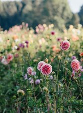 Buntes Blumenmeer im Thermen- & Vulkanland Steiermark
