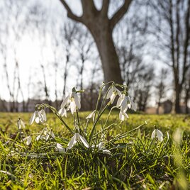 Die Blumen blühen im Frühling auf
