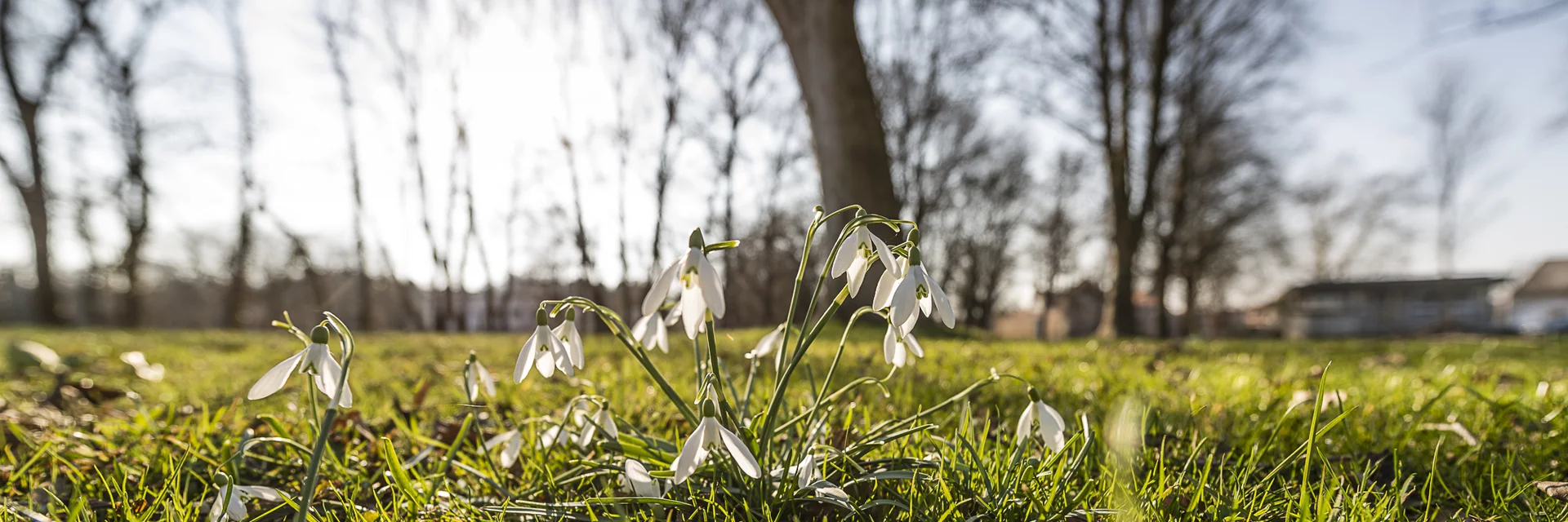 Blumen im Frühling | © Thermen- & Vulkanland | pixelmaker.at