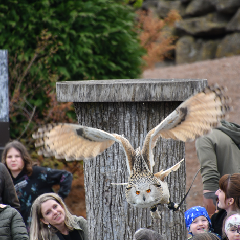 Greifvogelwarte | © Thermen- & Vulkanland | Christian Thomaser