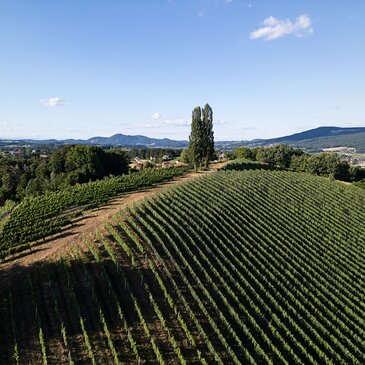Blick über sanfte Weinhügel im Thermen- & Vulkanland