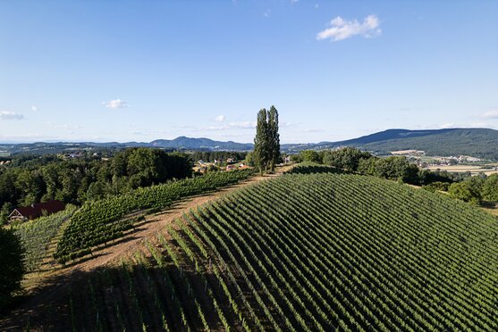 Blick über sanfte Weinhügel im Thermen- & Vulkanland
