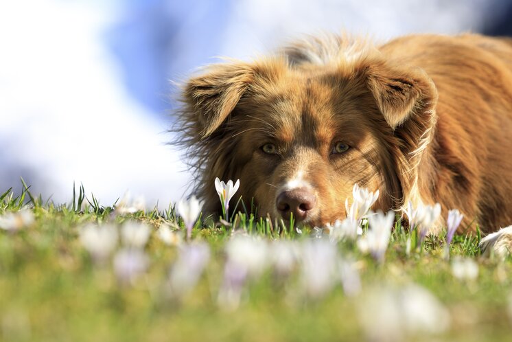 Bergfrühling: Hund auf Krokuswiese | © Steiermark Tourismus / photo-austria.at | Martin Huber