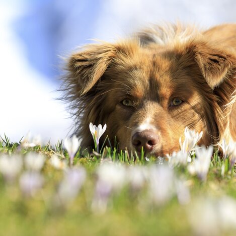 Bergfrühling: Hund auf Krokuswiese | © Steiermark Tourismus / photo-austria.at | Martin Huber