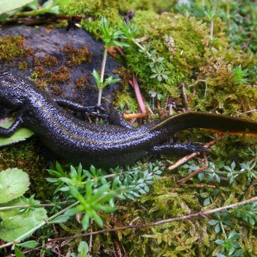 Salamander