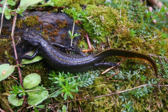 Salamander