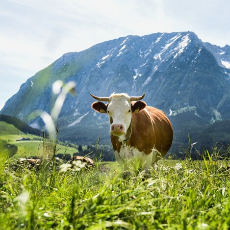 © TVB Ausseerland - Salzkammergut/Jacqueline Korber