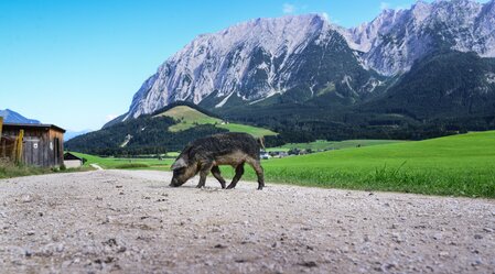 © TVB Ausseerland - Salzkammergut/Jacqueline Korber