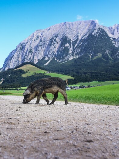 © TVB Ausseerland - Salzkammergut/Jacqueline Korber