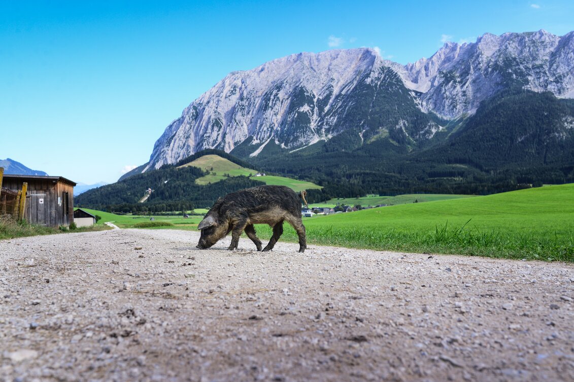 © TVB Ausseerland - Salzkammergut/Jacqueline Korber