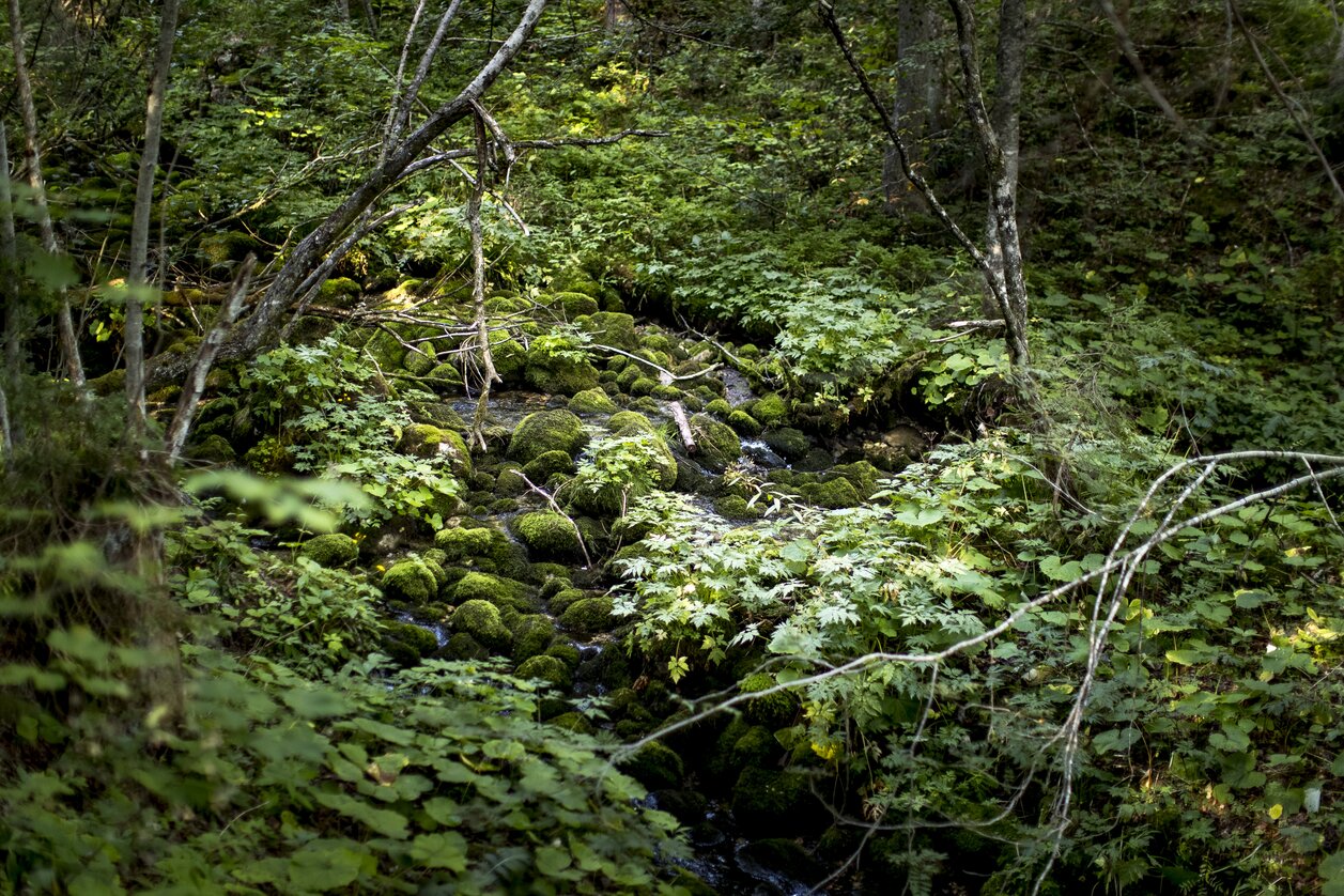 Naturerlebnis beim Sagtümpel in Tauplitz | Ausseerland Salzkammergut | © Tom Lamm | ikarus.cc | Tom Lamm