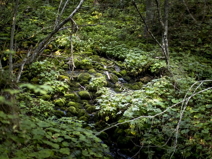 Naturerlebnis beim Sagtümpel in Tauplitz | Ausseerland Salzkammergut