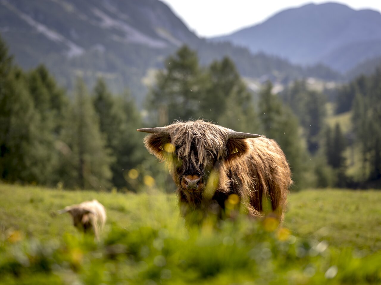 © Tom Lamm | ikarus.cc | Tom Lamm