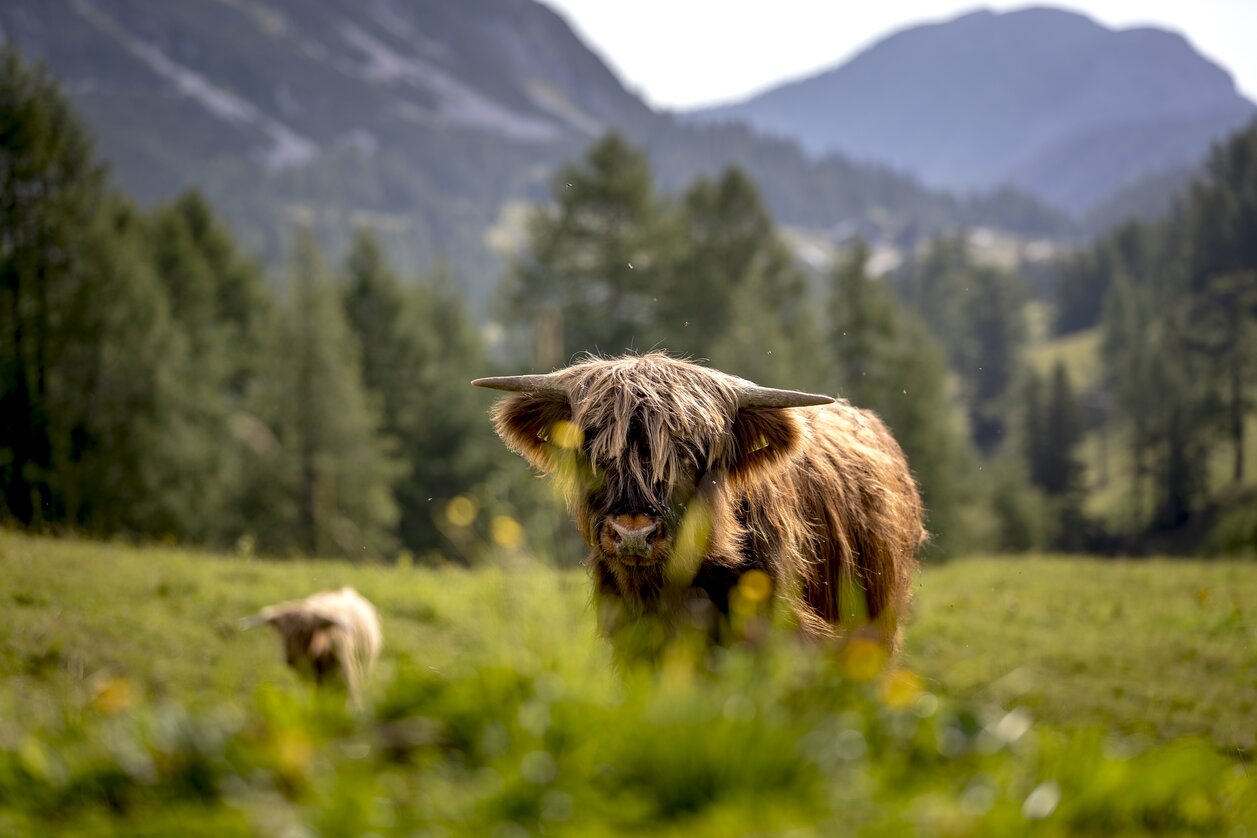 © Tom Lamm | ikarus.cc | Tom Lamm