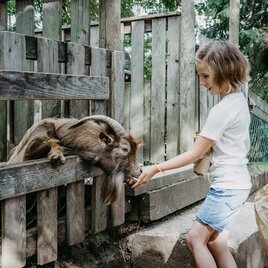 Kinder im Waldpark Hochreiter in der Oststeiermark