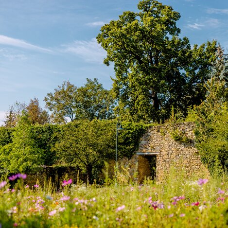 Flower meadow in Hartberg castle park in summer | © TV Oststeiermark | Wolfgang Spekner