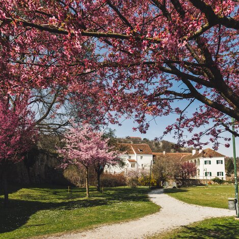 Aufblühen im Schlosspark Hartberg in der Oststeiermark | © Oststeiermark Tourismus | Bernhard Bergmann