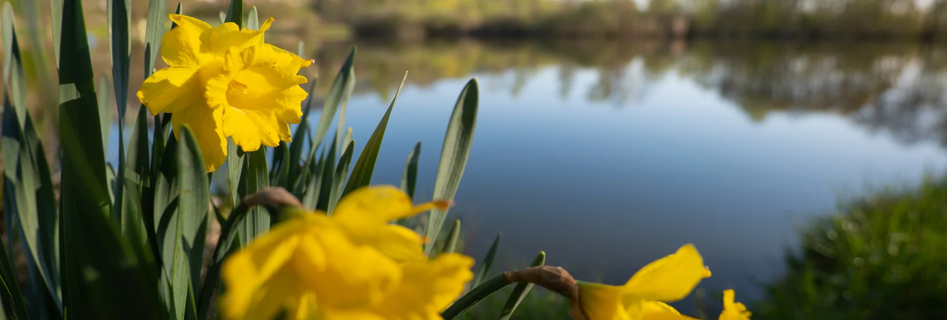 Daffodils at the Gmoos Pond in Hartberg | © TV Oststeiermark | Bernhard Bergmann