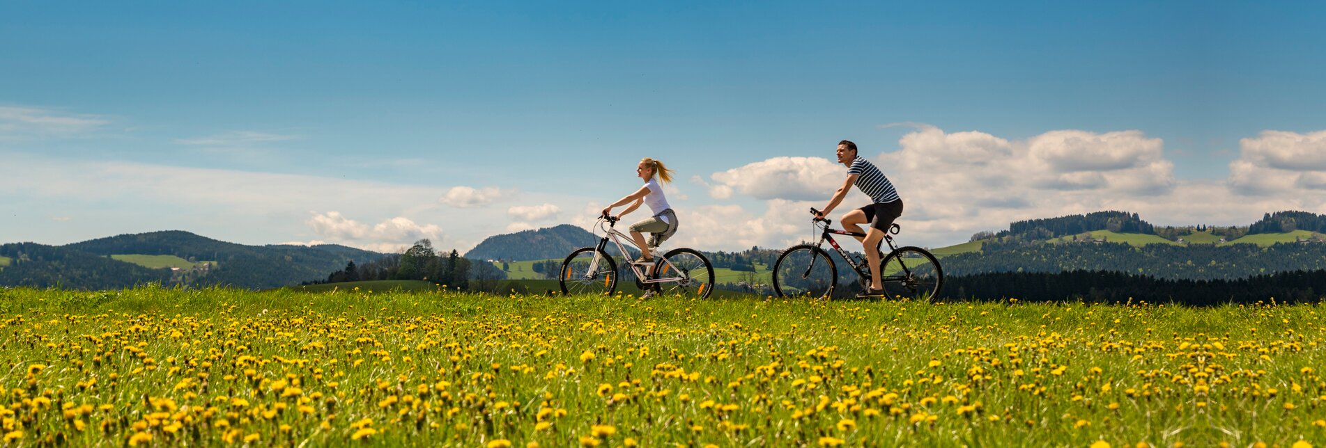 Cycling along dandelion meadows in Eastern Styria | © TV Oststeiermark | Bernhard Bergmann
