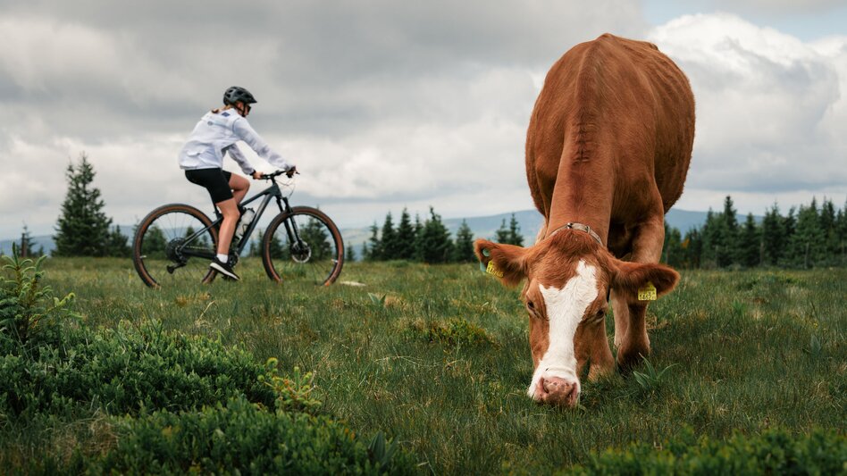 Mountainbiker auf dem Weg zum Hochwechsel in der Oststeiermark