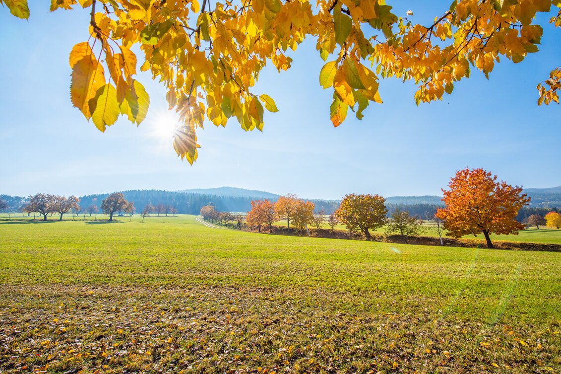 Herbst im Naturpark Pöllauertal in der Oststeiermark | © TV Oststeiermark | Helmut Schweighhofer