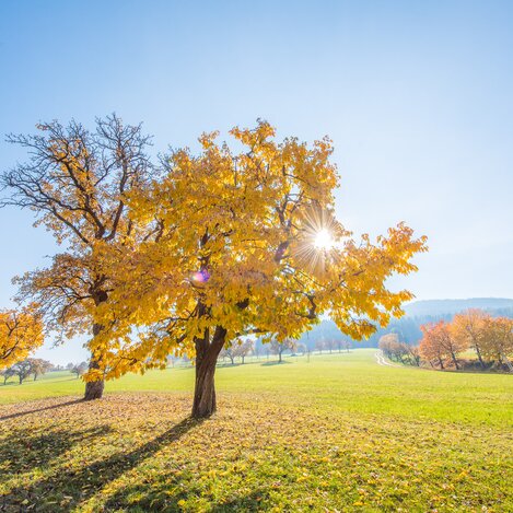 Hirschbirnallee im Naturpark Pöllauer Tal in der Oststeiermark | © TV Oststeiermark | Helmut Schweighhofer