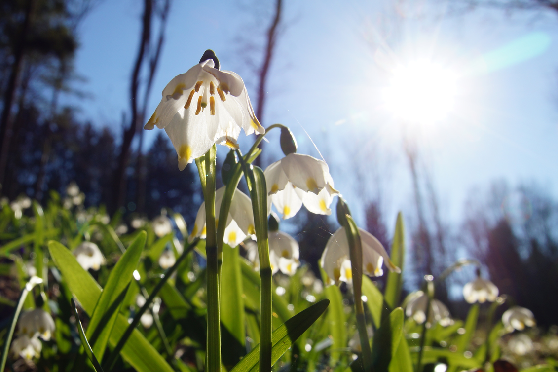Frühlingskontenblumen im Mühlwald | © Oststeiermark Tourismus | Archiv Infozentrum Gutenberg-Raabklamm
