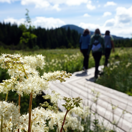 Mädesüß im Naturpark Almenland