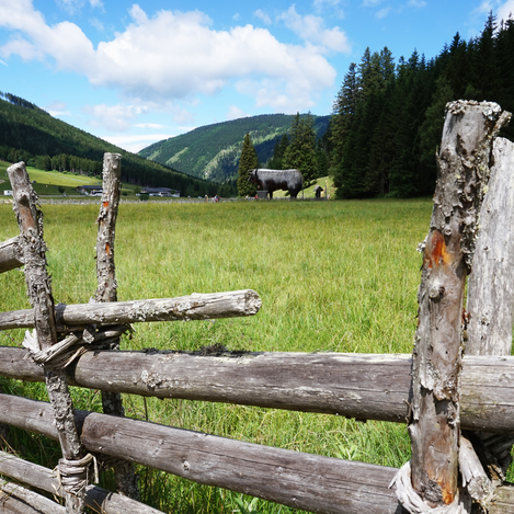 Ochse im Naturpark Almenland | ©  Oststeiermark Tourismus | Chiara Raith