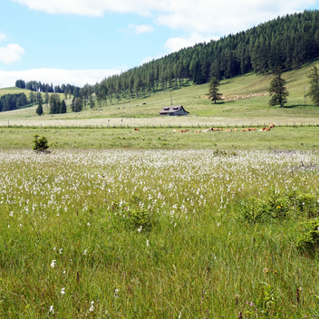 Wollgras bei der Naturpark Almenland Führung | ©  Oststeiermark Tourismus | Chiara Raith