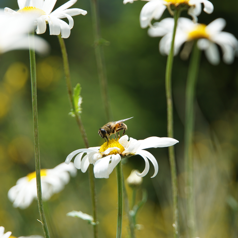 Biene bei der Blumenwiese vor der Arzberghütte | © Jasmin Perhofer