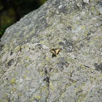 Schmetterling auf dem Arzberg in der Oststeiermark | © Jasmin Perhofer