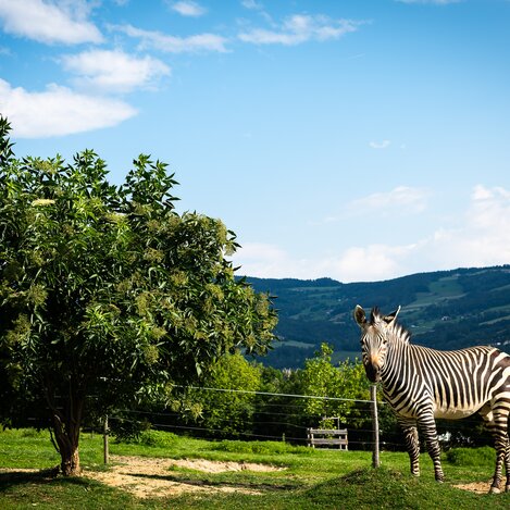 Zebra in der Tierwelt Herberstein in der Oststeiermark | © Tierwelt Herberstein | Andreas Litzellachner