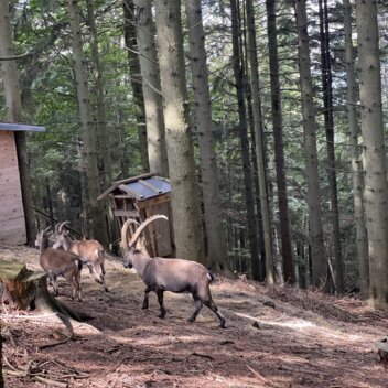 Masen.Berg im Naturpark Pöllauer Tal | ©  Oststeiermark Tourismus | Manuela Schnur