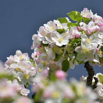 Apfelblüte | © Oststeiermark Tourimus | Ewald Neffe