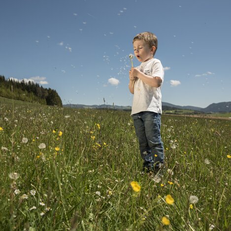 Kind mit Pusteblume | © Bergmann Bernhard | Oststeiermark Tourismus