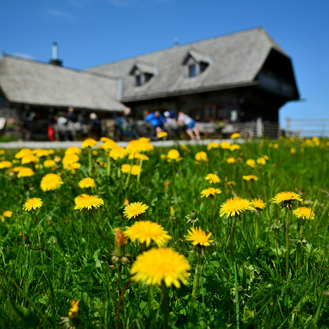 Almwanderung Almenland | © Strassegger | Oststeiermark Tourismus