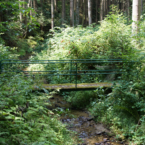 Waldweg am Kraftpfad | Jasmin Perhofer