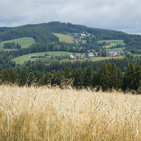 Weg nach Wenigzell entlang des Kraftpfads | Jasmin Perhofer
