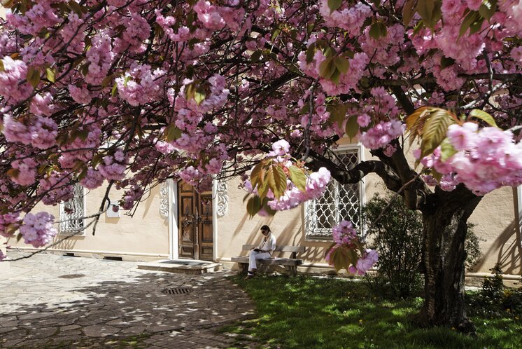 Flowering tree on the church square of Hartberg | © TV Oststeiermark | Bernhard Bergmann